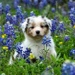 Australian Shepherd Puppies from Veritas Australian Shepherds