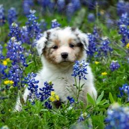 Australian Shepherd Puppies from Veritas Australian Shepherds