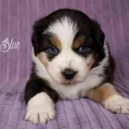Australian Shepherd, Miniature American Shepherd, Miniature Australian Shepherd, and Toy Australian Shepherd Puppies from Painted Blue Aussies