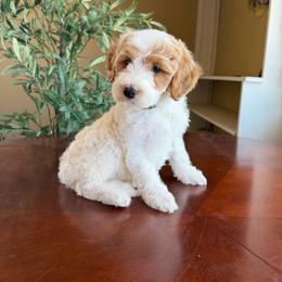 Penelope - Parti female Goldendoodle puppy in Barstow, California from Golden Desert Doodles