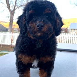 Davey Jones (yellow collar) - Phantom male Poodle puppy in Henefer, Utah from Mountain Valley Poodles