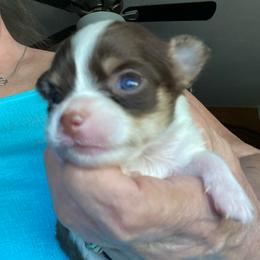 Godiva - Chocolate and white female Chihuahua puppy in Red Bluff, California from Aye Chihuahua