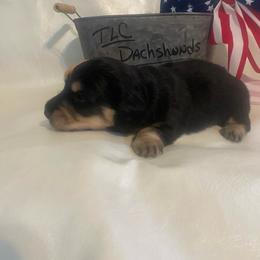 Ollie - Black and cream male Dachshund puppy in Smicksburg, Pennsylvania from TLC Dachshunds