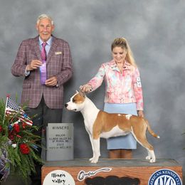 Grace - American Staffordshire Terrier