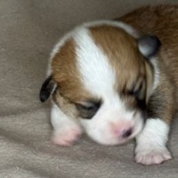 Girl 2 - Fawn female Pembroke Welsh Corgi puppy in Huntington Beach, California from Gingerbread