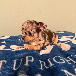Giradelli - Merle male Chihuahua puppy in Royal Center, Indiana from Marvelous Chihuahuas