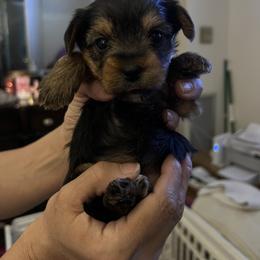 Mary - Black and tan female Yorkshire Terrier puppy in Boston, Massachusetts from Little Yorkes of Boston