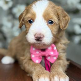Gissel - Red female Bernedoodle puppy in Yuciapa, California from AlltheDoodlez_