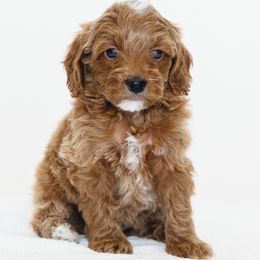Rumi - Red  female Goldendoodle puppy in Slc, Utah from Timp Doodles