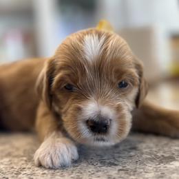 Yahtzee - Apricot male Goldendoodle puppy in Gilbert, Arizona from DogHouse Doodles