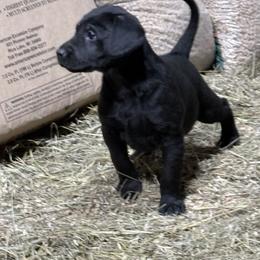 Boy 1 - Black male Labrador Retriever puppy in Black Creek, Wisconsin from Copper View Farm German Shepherds and Labrador Retreivers