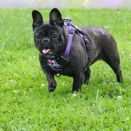 Chy - French Bulldog