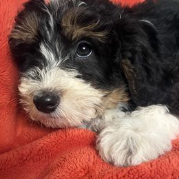 Lola - Black tri-color female Aussiedoodle puppy in Lowville, New York from Adirondack Labradoodles