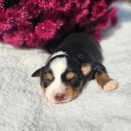 Girl 1 - female Miniature Australian Shepherd puppy in Sandown, New Hampshire from Ashby Lou Aussies