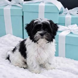 Rocky - Shorkie