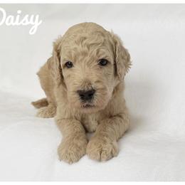 Daisy - Cream female Labradoodle puppy in Mission, Texas from Sharyland Pets