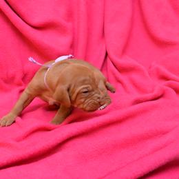 Vizsla Puppies from Summit Vizsla (we can deliver to you)