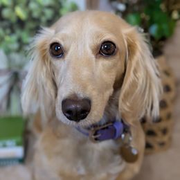 Elle - Dachshund