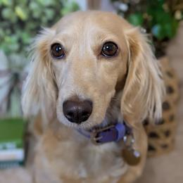 Elle - Dachshund
