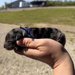 Admiral - Black phantom male Aussiedoodle puppy in Jerome, Michigan from Haaspawz