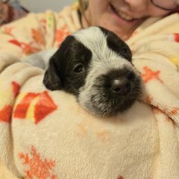Wirehaired Pointing Griffon Puppies from Eyrie Kennels