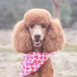 Poodles from Creel Family Homestead Poodles