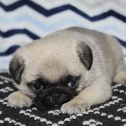 Benson - Fawn male Pug puppy in Arthur, Illinois from Perfect Pugs