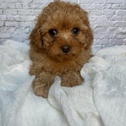 Rosie - Red  female Poodle puppy in Riverside, California from Red Toy Poodle World