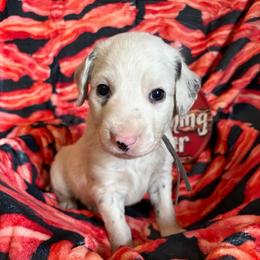 Grits- Gray(Long coat) - White and black male Dalmatian puppy in Claremore, Oklahoma from Lotsofdots Dalmatians
