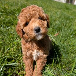 Purple - Apricot female Goldendoodle puppy in Midland, North Carolina from Alger Farm, LLC