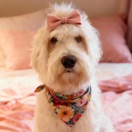 Posey - Goldendoodle