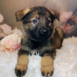 Green - Sable male German Shepherd puppy in Holden, Missouri from Shiloh's Shepherds & Ridgebacks