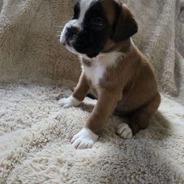 Giddeon - Brindle male Boxer puppy in Thompson, Pennsylvania from Moonlitboxers