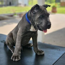Cane Corso Puppies from Jolaw Kennel