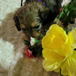 Dachshund Puppies from CLARK'S BREEDING PROGRAM