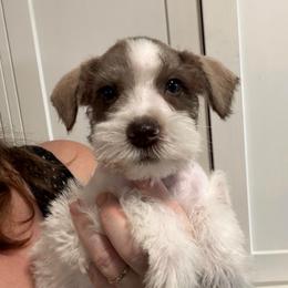 Blue Collar - Parti male Miniature Schnauzer puppy in Tacoma, Washington from AKC Nordwest Schnauzers