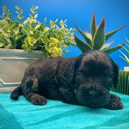 Sage - Black and tan female Cavapoo puppy in Selma, Texas from Sage Mini Doodles