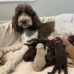 Goldendoodle Puppies from O’Doodle Clan Goldendoodles