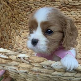 Petal - Blenheim female Cavalier King Charles Spaniel puppy in New River, Arizona from Catella Cavaliers and Cavapoos