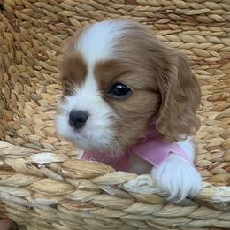 Petal - Blenheim female Cavalier King Charles Spaniel puppy in New River, Arizona from Catella Cavaliers and Cavapoos