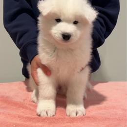 Lt. Blue boy - White and biscuit male Samoyed puppy in Lone Tree, Colorado from Saratoga Samoyeds