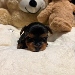 Gideon - Black and tan male Yorkshire Terrier puppy in Illinois from Pretty Little Yorkies