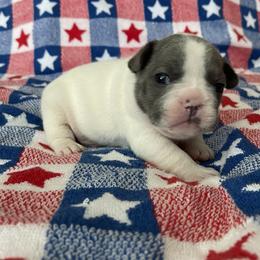 French Bulldog Puppies from The Frenchie Lady Co.