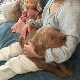 Goldendoodle Puppies from Brashears Livestock and Dogs