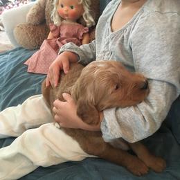 Goldendoodle Puppies from Brashears Livestock and Dogs