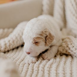 Tatertot - White male Sheepadoodle puppy in Patterson, California from Dooling Doodles