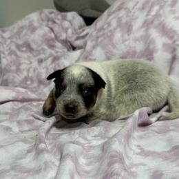 Boy 5 - Blue speckled male Australian Cattle Dog puppy in Concrete, Washington from Back Country Australian Cattle dogs
