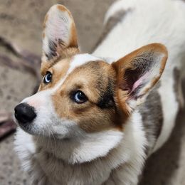 Opal - Pembroke Welsh Corgi