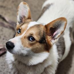 Opal - Pembroke Welsh Corgi