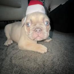 Bear 2 - Fawn and white male French Bulldog puppy in West Hempstead, New York from Long Island Frenchie